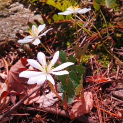 Wildflowers