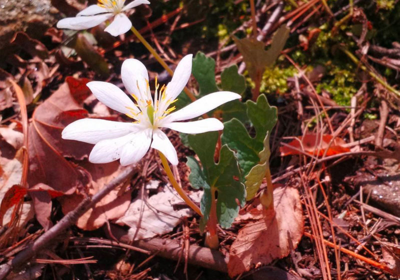 Wildflowers