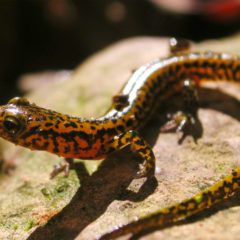 Salamander