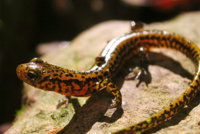 Salamander