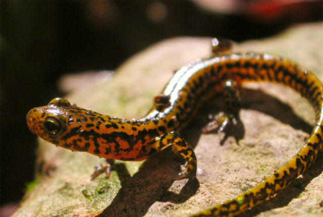 Salamander