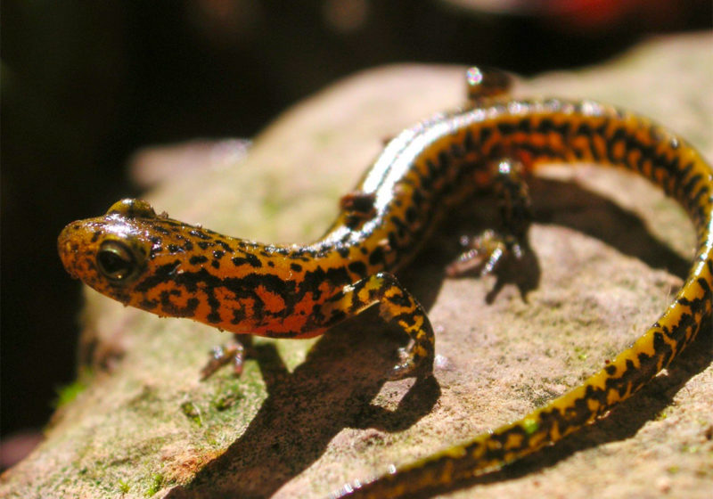 Salamander