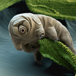 Waterbear