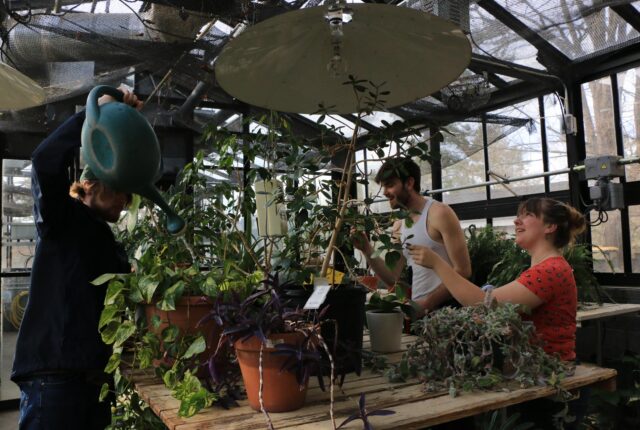 Biology and Environmental Studies Crew students water plants in the Herbarium.