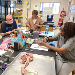Sitting around a lab table, five pre-vet students build lung models