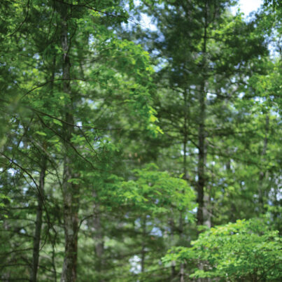 Forest canopy