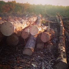 lumber