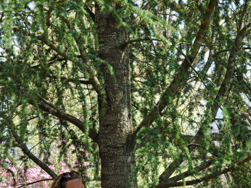 Forestry