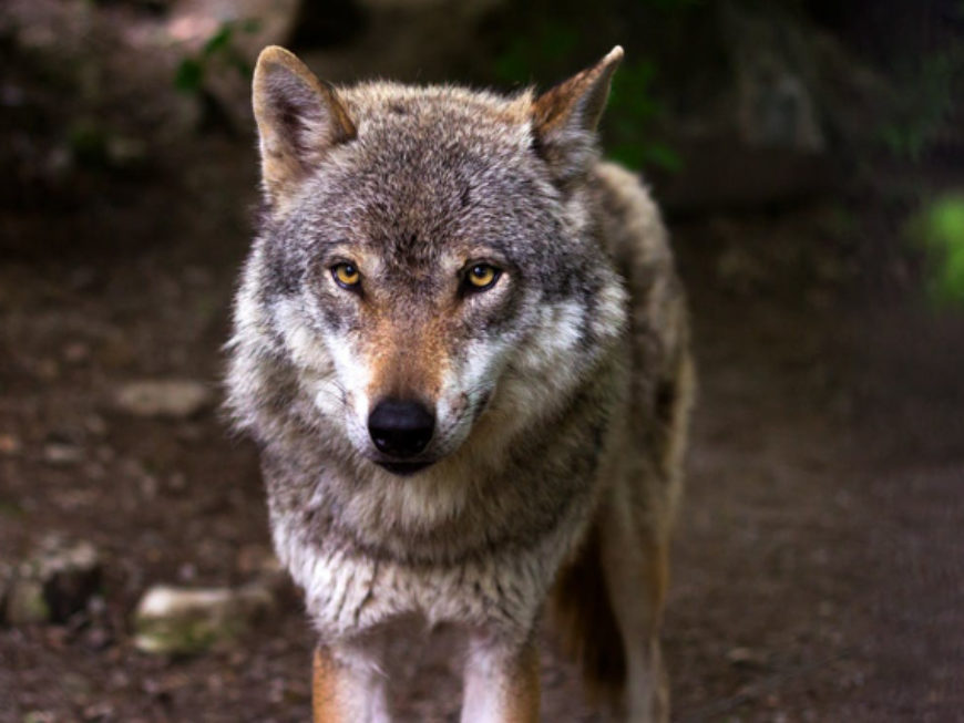 red wolf