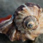 Shell (fibonacci spiral)