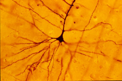 Brain Synapse