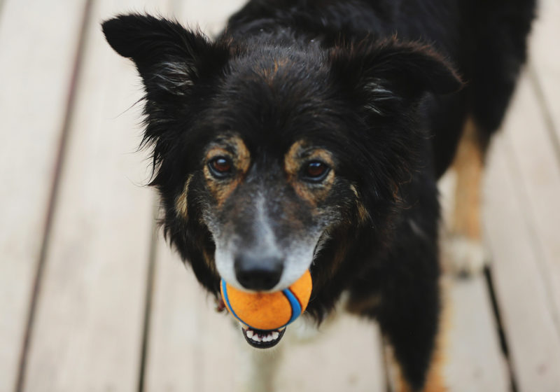 dog