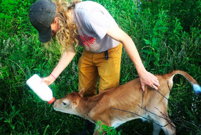 calf