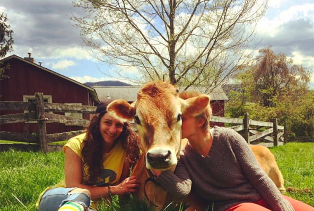 Bell Pepper - Milk Cow