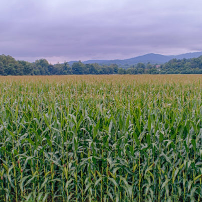 Corn Field