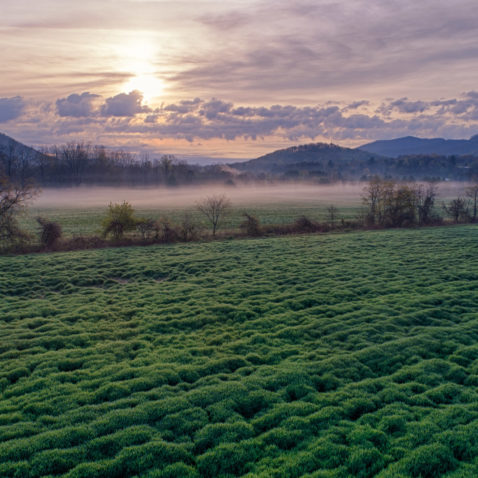 Misty Field