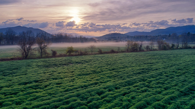 Misty Field