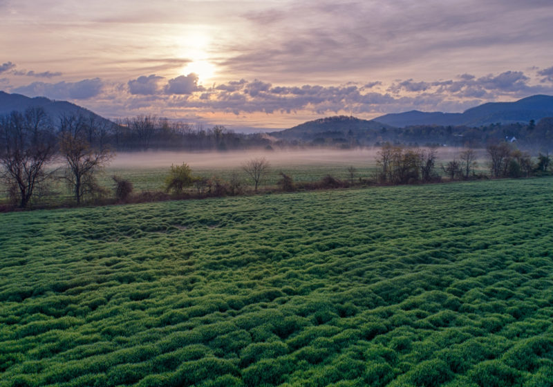 Misty Field