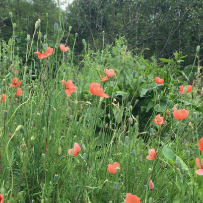 Poppies