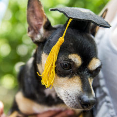 Dog in tiny mortarboard