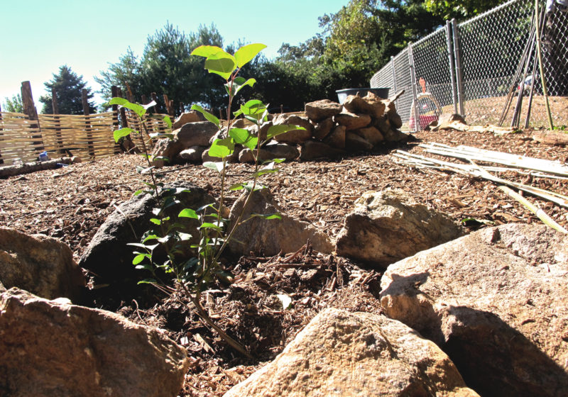 Shiloh Community Garden