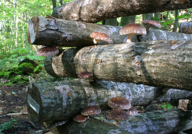 Shiitake Mushrooms growing on oak logs