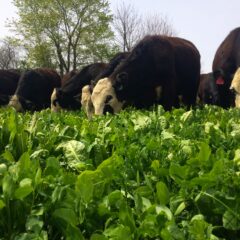 Farm Beef Cattle