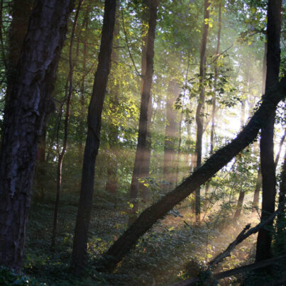 The Warren Wilson College Forest