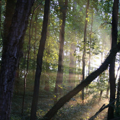 The Warren Wilson College Forest