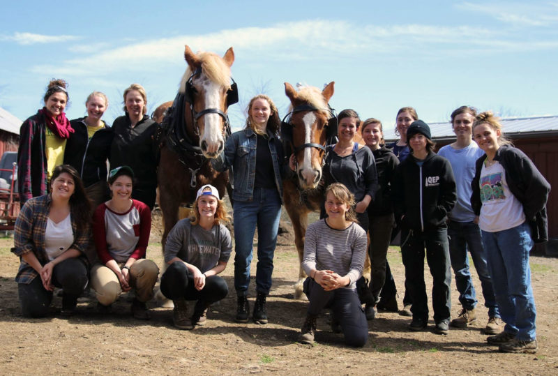 Draft Horse