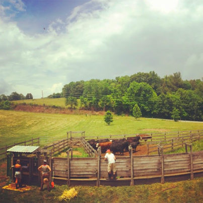 farm cattle