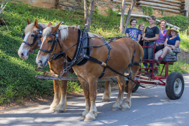 Doc & Dan draft horses with Horse Crew