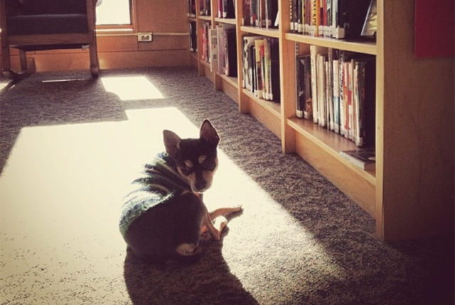 Library Dog