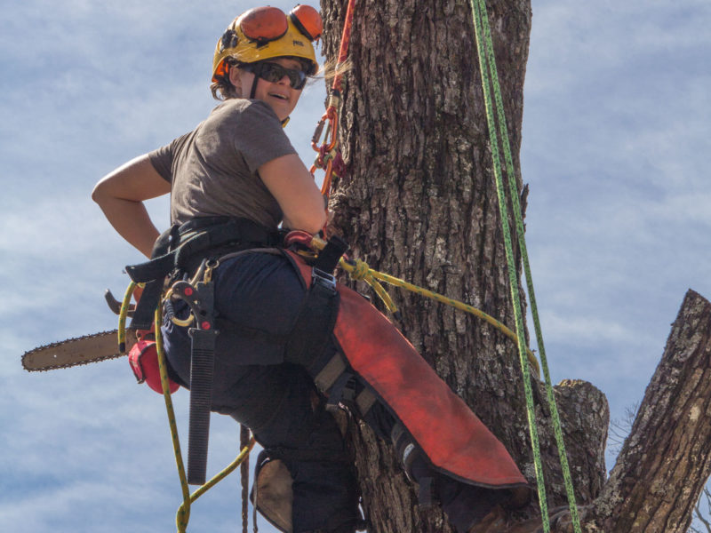 Student on tree crew in tree