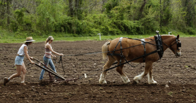 Students plowing the bottomland near the Swannanoa River. 