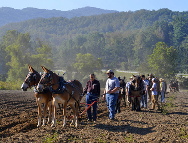 Draft Horses at Plow Day