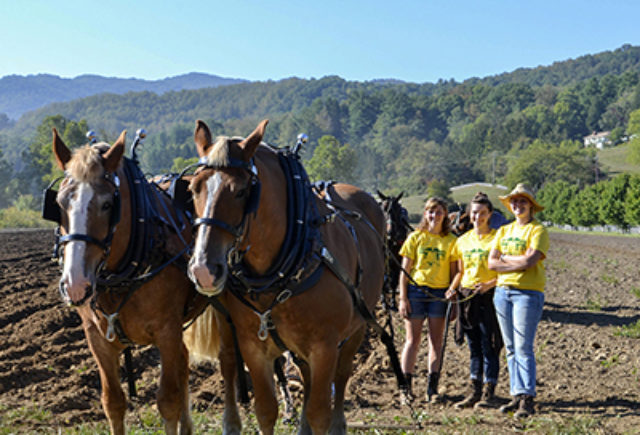 Draft Horses - Plow Day