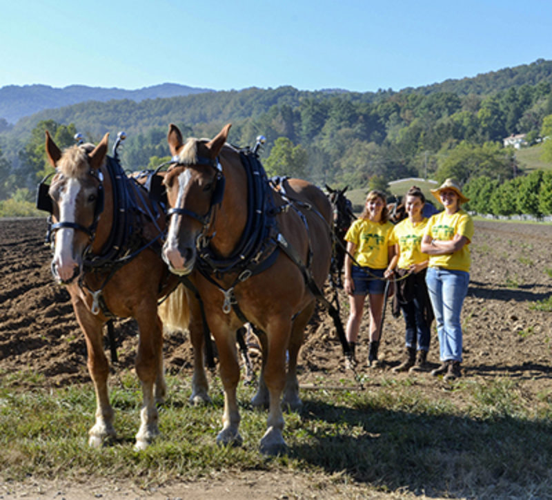 Draft Horses - Plow Day