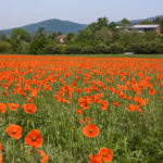 poppies