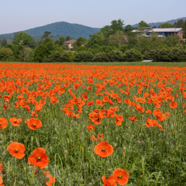 poppies