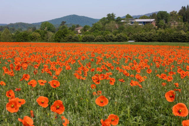 poppies