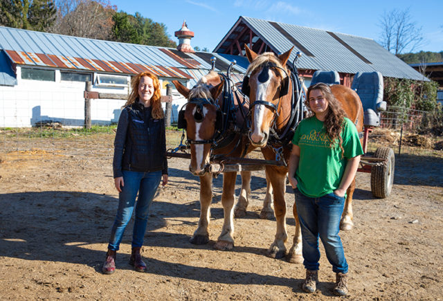 New draft horses at Warren Wilson College