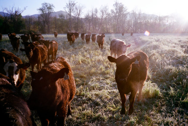 Morning Cattle