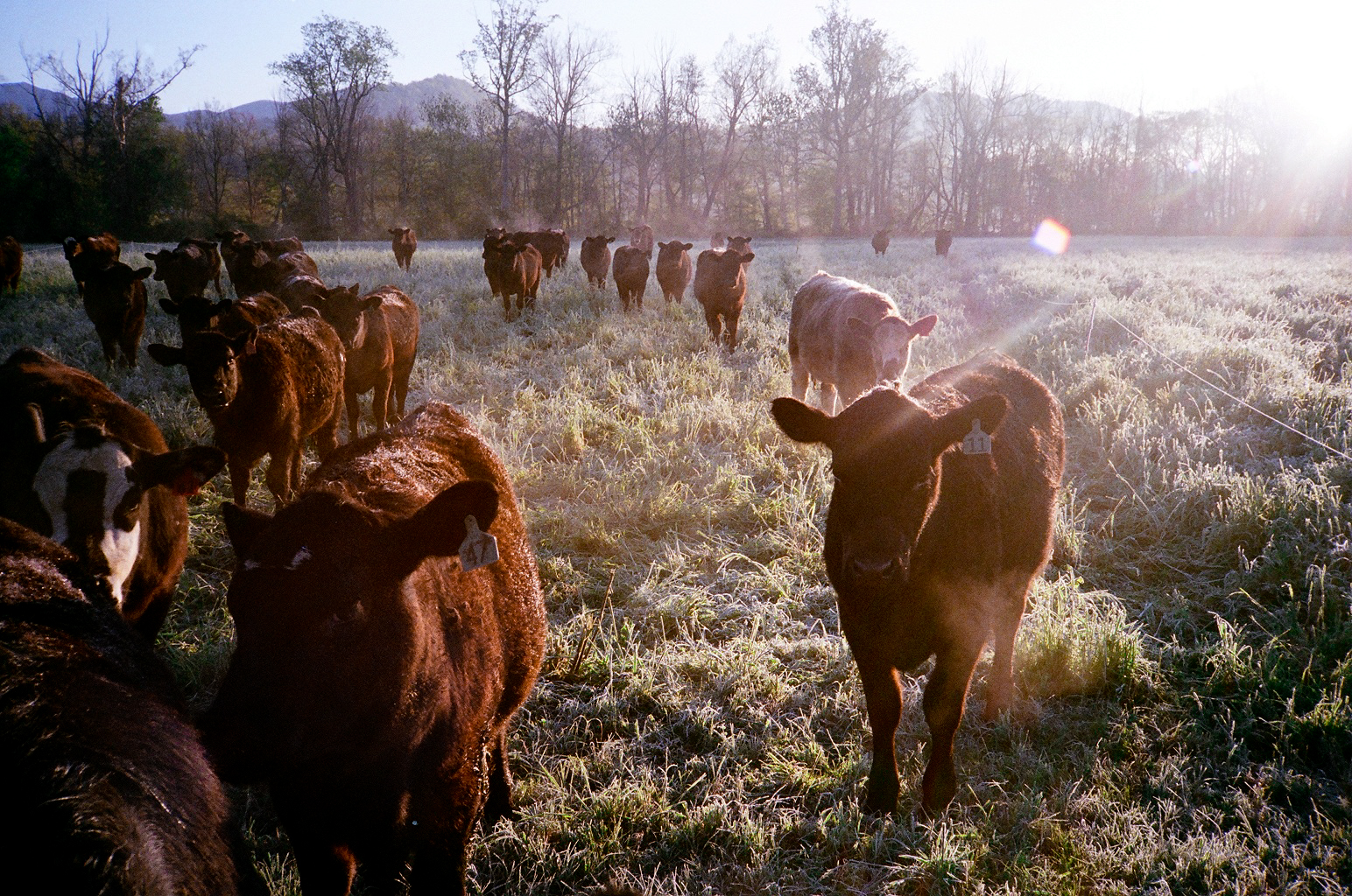 Morning Cattle