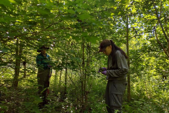 Students work in the woods and examine leaves