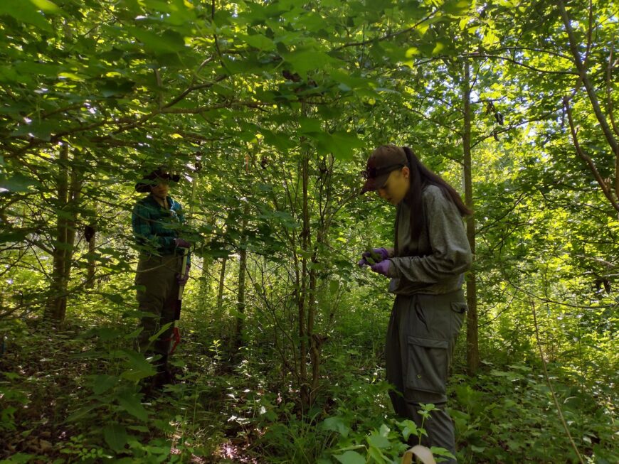 Students work in the woods and examine leaves