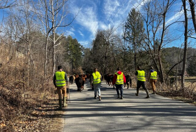 Faculty, Staff, and Students herd cattle from one pasture to another.