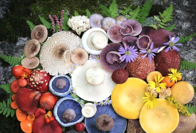 An array of vivid red, orange, yellow, blue, purple and white mushrooms against a forest floor.