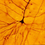 Brain Synapse