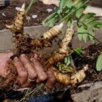 A hand holds an Appalachian medicinal plant covered in dirt.